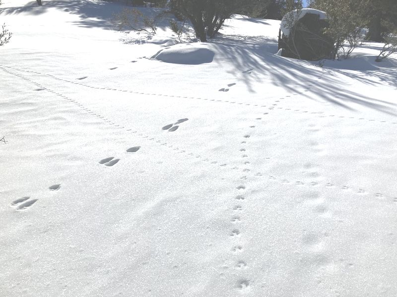 Tracks