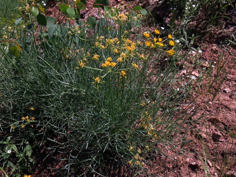 Biscuitroot