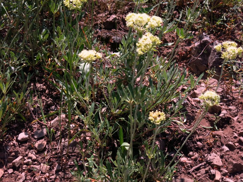 Buckwheat
