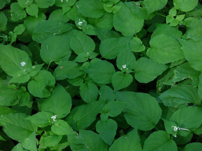 Nightshade