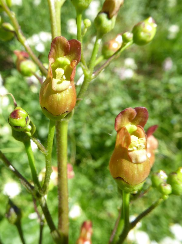 Figwort