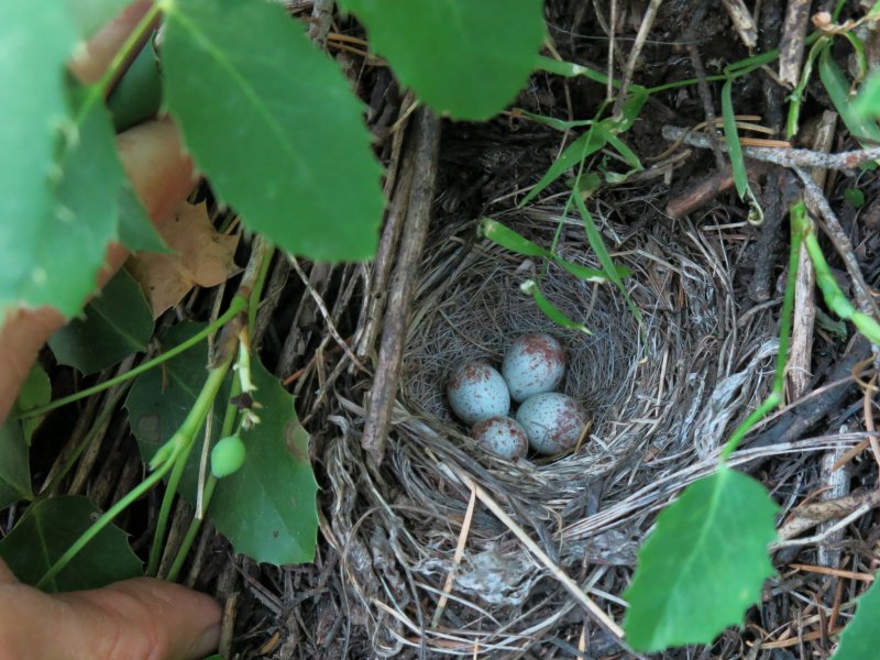 Nest