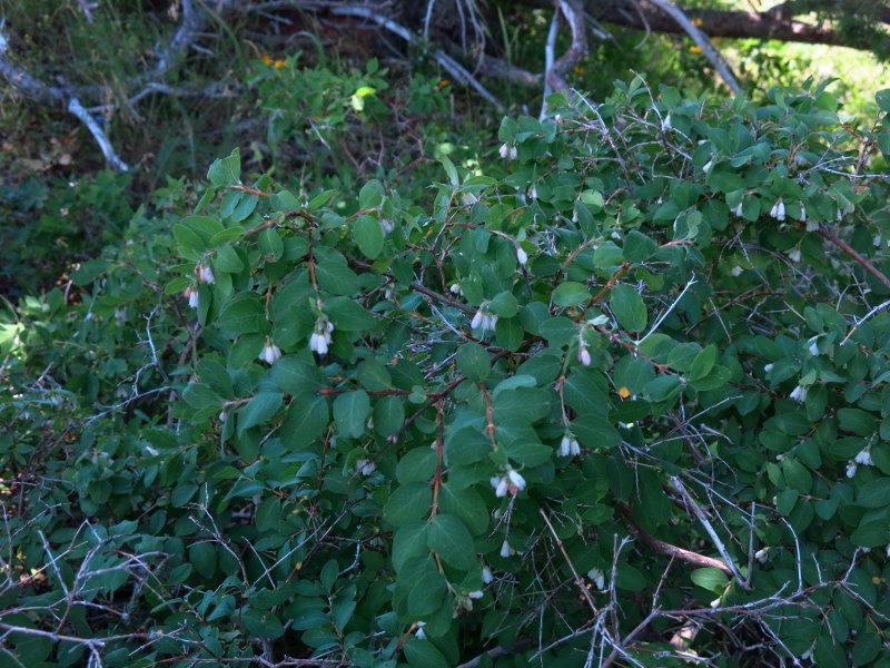 Snowberry