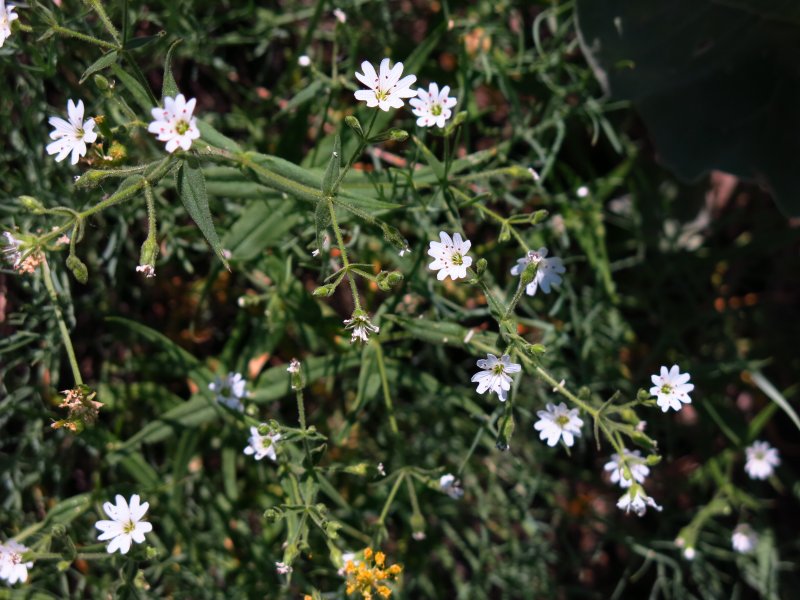 Starwort