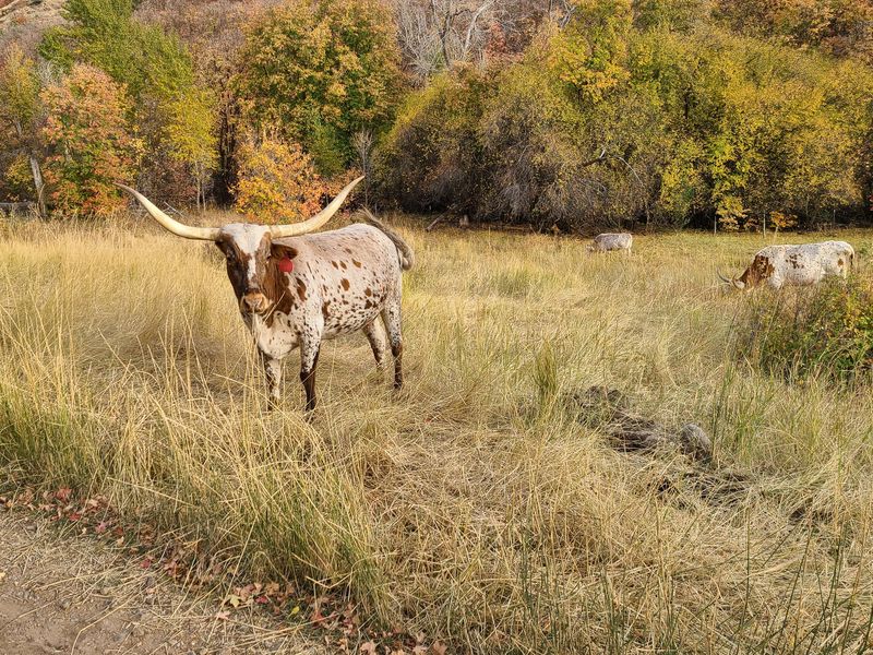 Cattle