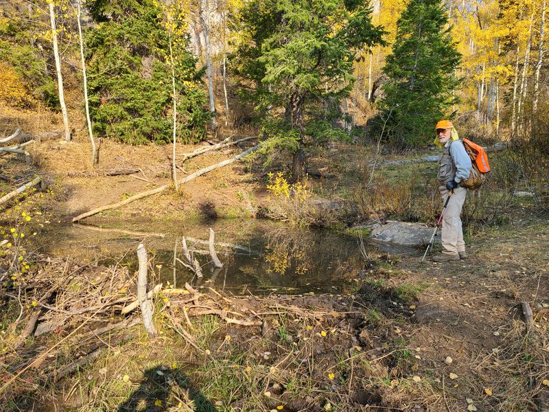 Beaver dam