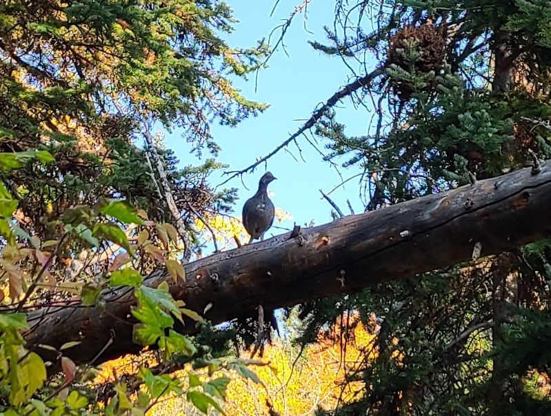 Grouse