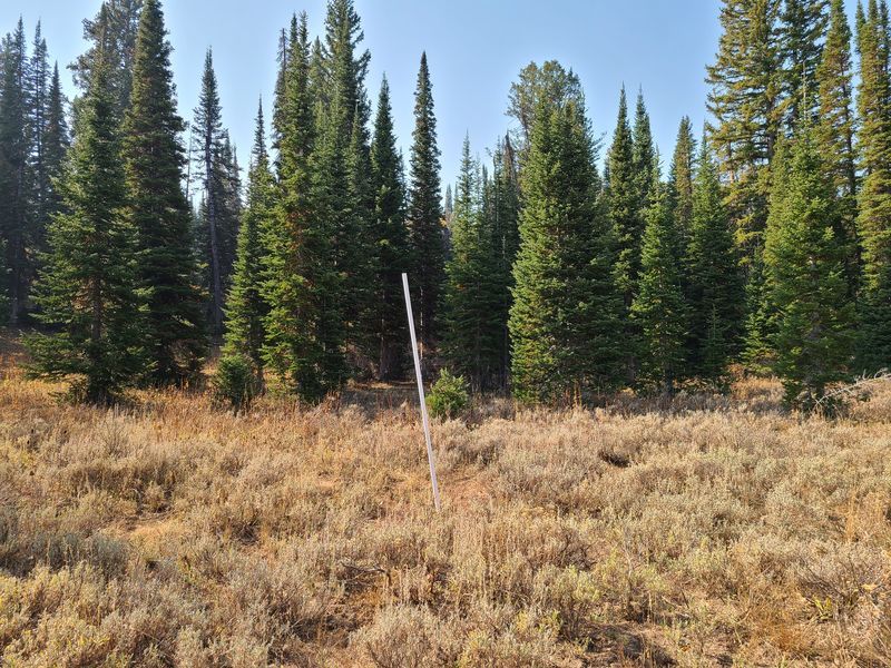Pole