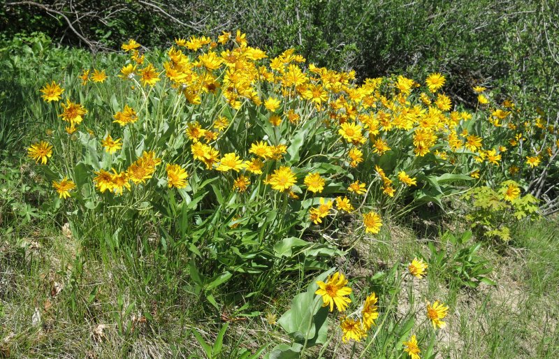 Arrowleaf Balsamroot