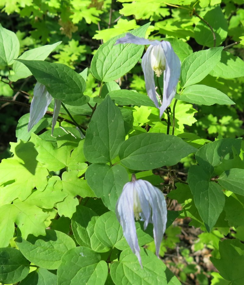 Blue
                Clematis