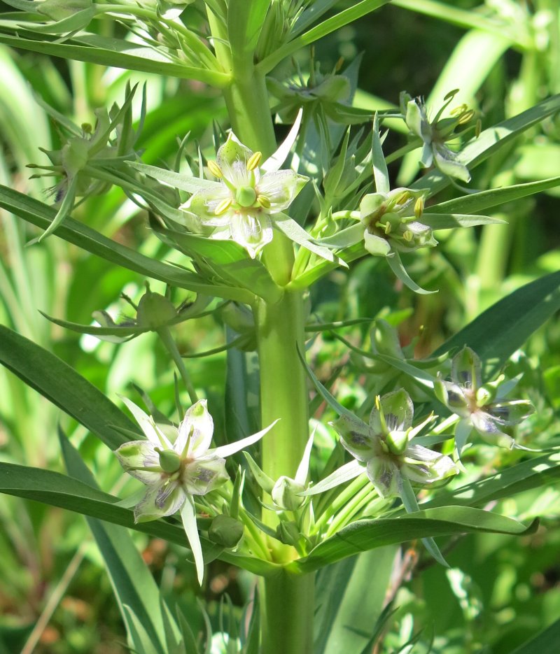 "Elkweed"