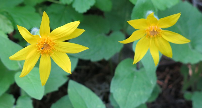 Heartleaf Arnica