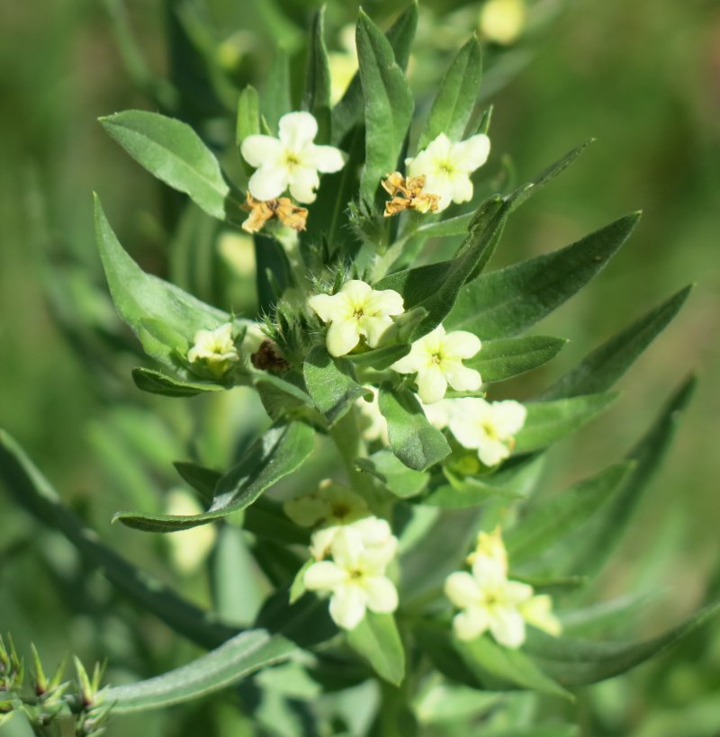 Wallflower