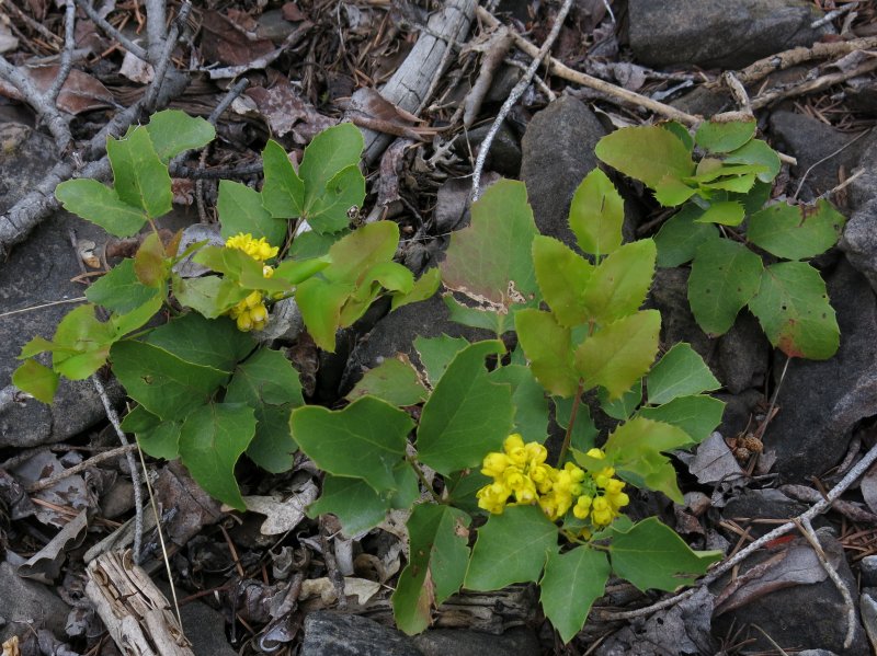 Oregon grape