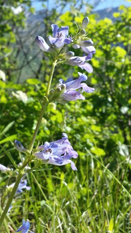 Penstemon