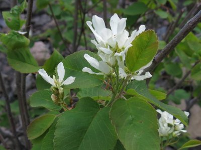 Serviceberry