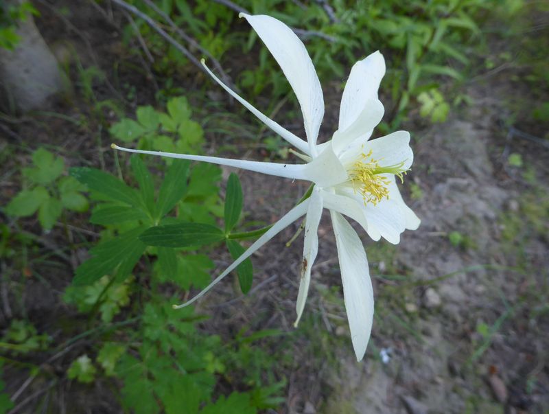 Columbine
