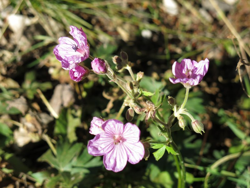 Geranium