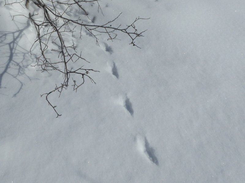 Weasel