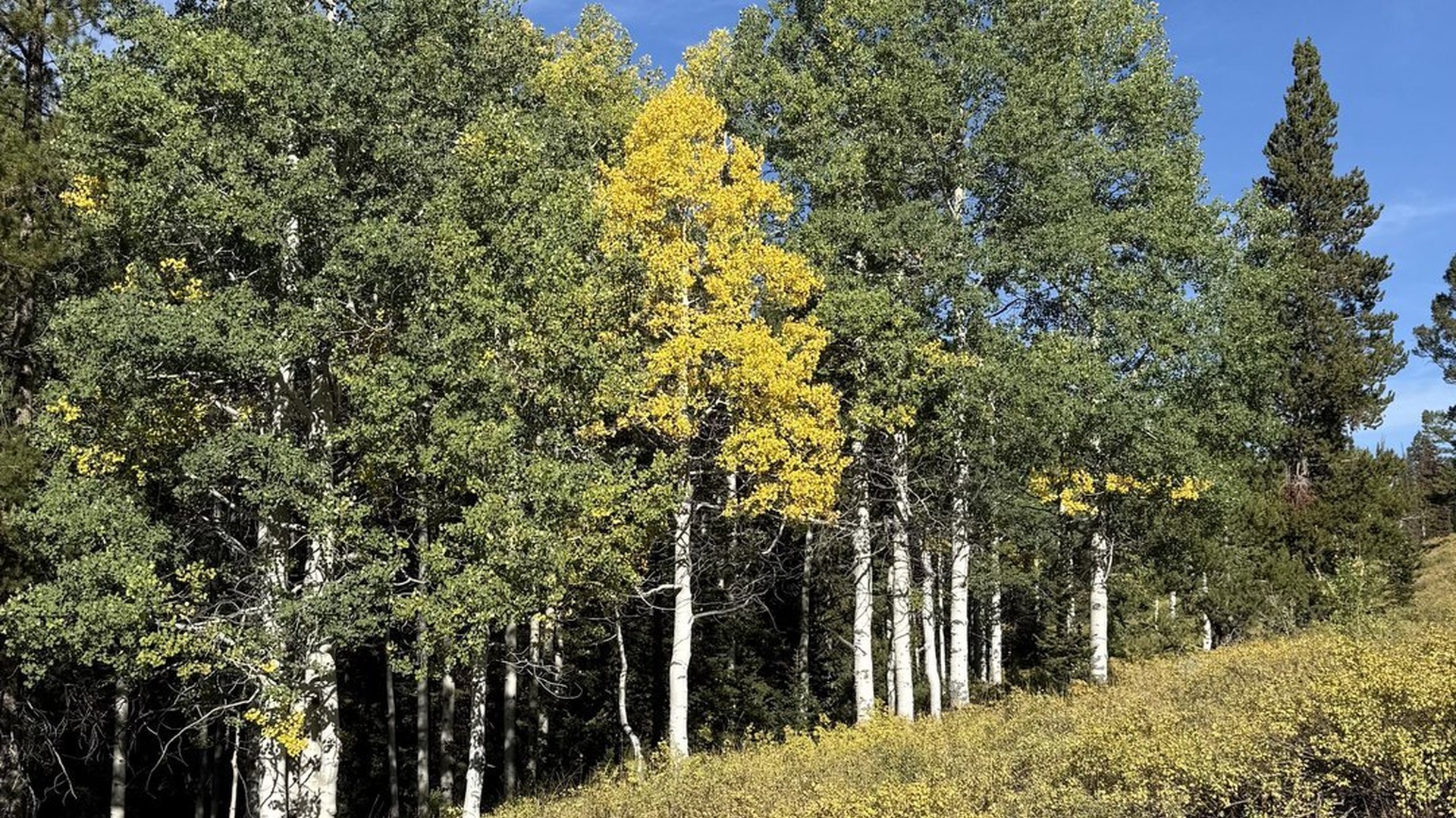 Aspen grove
                          developing fall colors