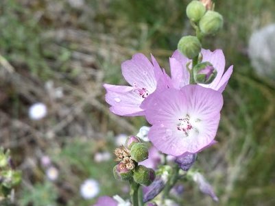 Checkermallow
