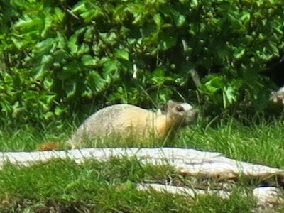 Marmot