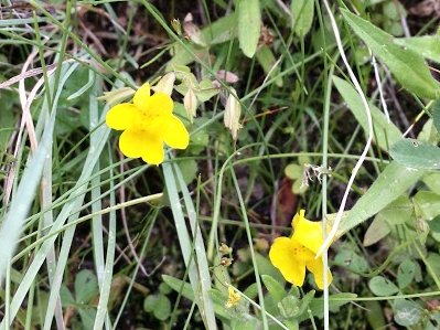 Yellow Monkeyflower