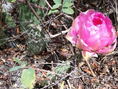 Prickly Pear