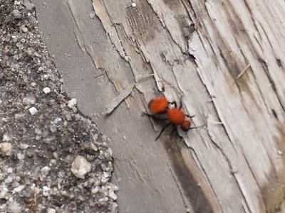 Velvet Ant