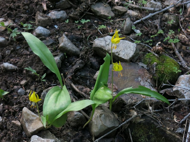 Glacier lily