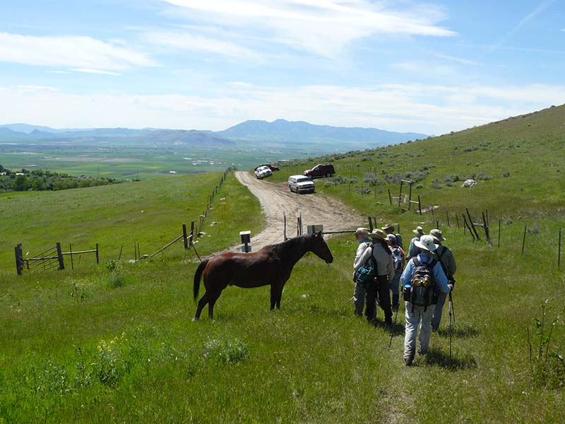 Horse