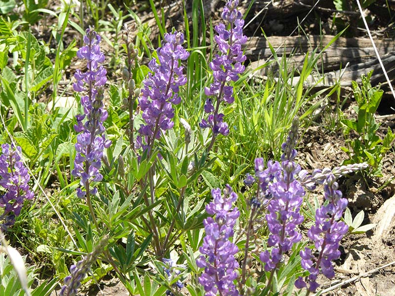 Lupine
