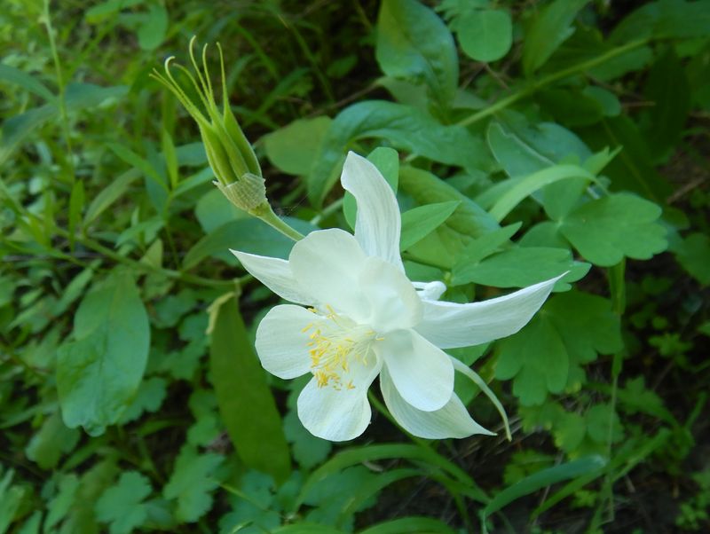 Columbine