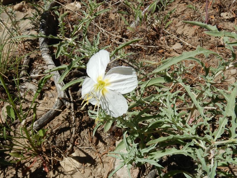 Evening
                        Primrose