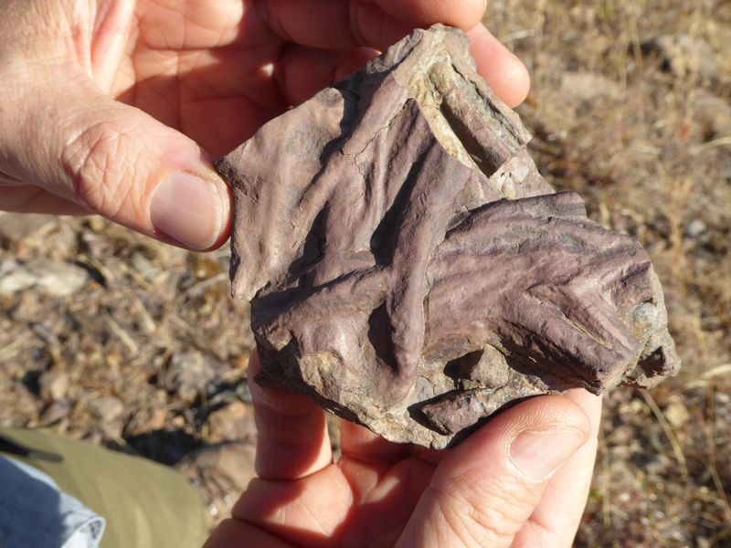 Fossil