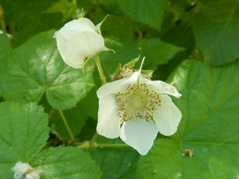 Thimbleberry