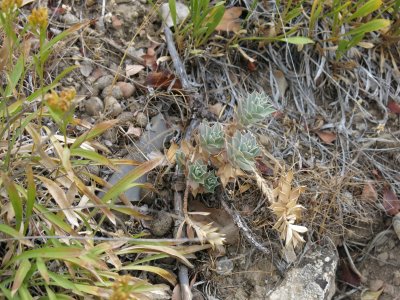 Spurge plant
