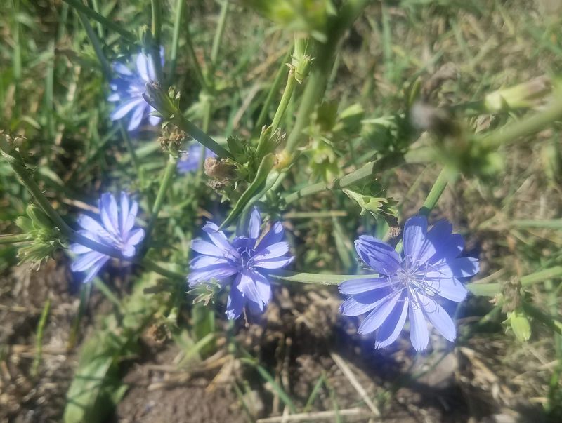 Chickory
