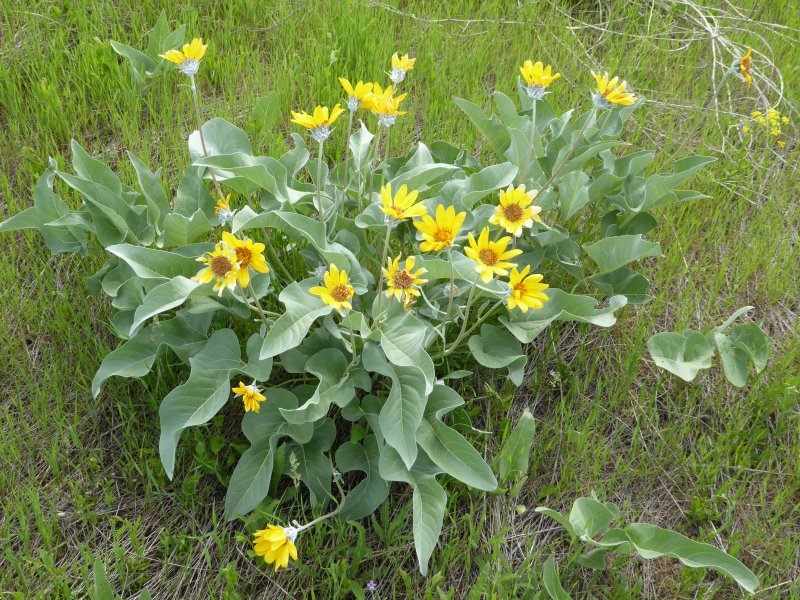 Balsamroot