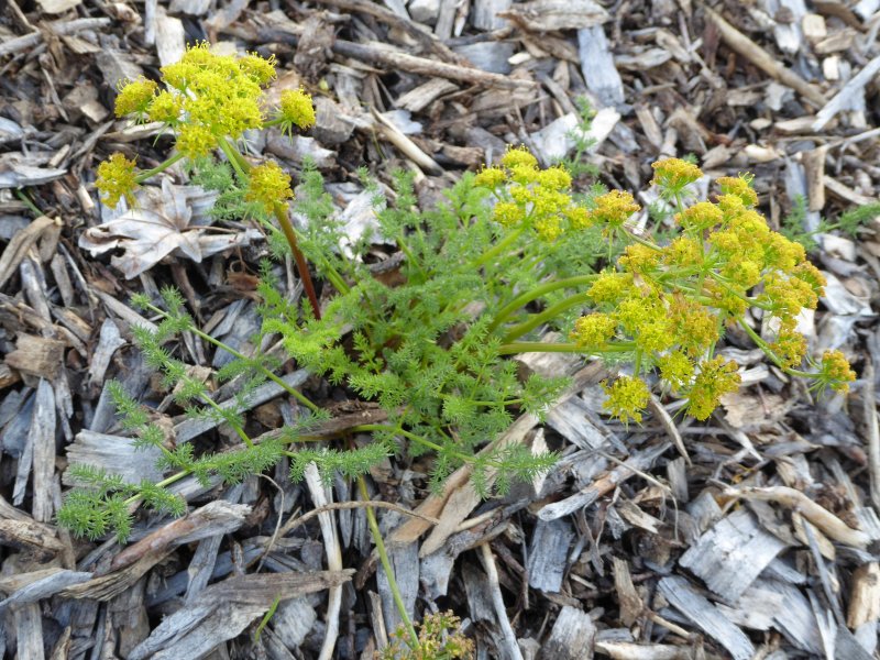 Biscuitroot