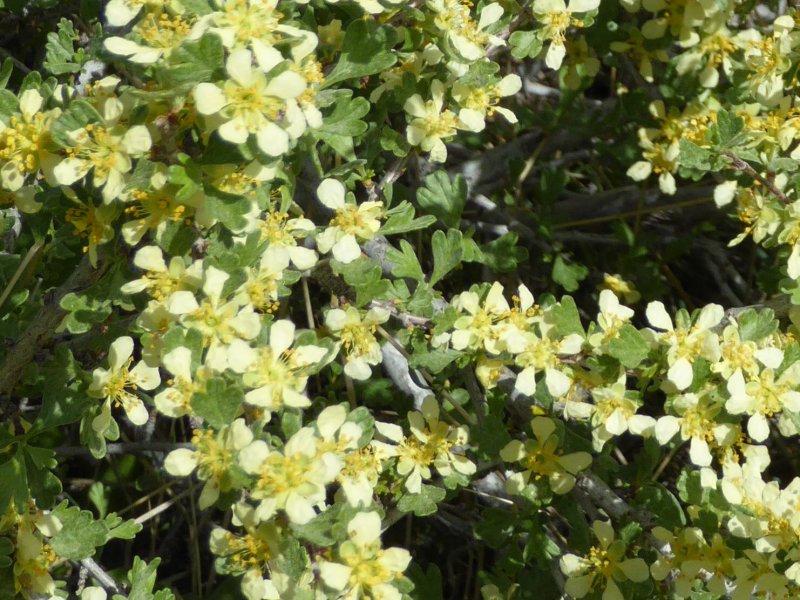Bitterbrush