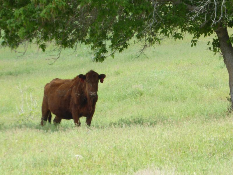 Cow