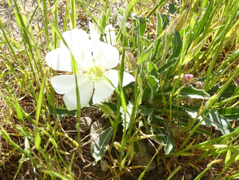 Evening Primrose