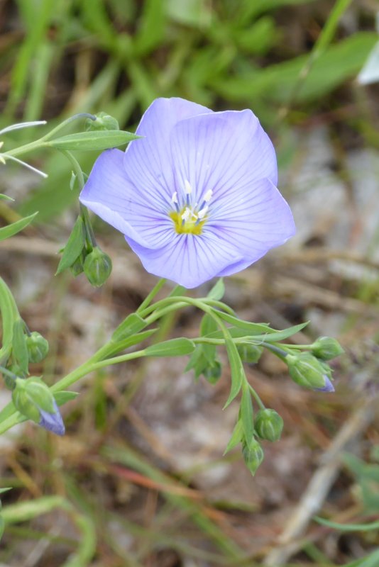 Flax