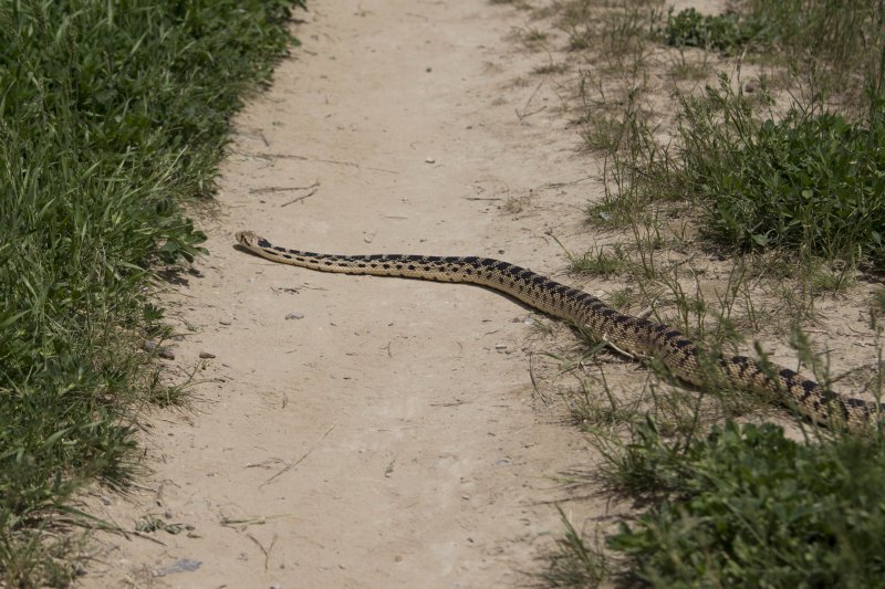 Snake