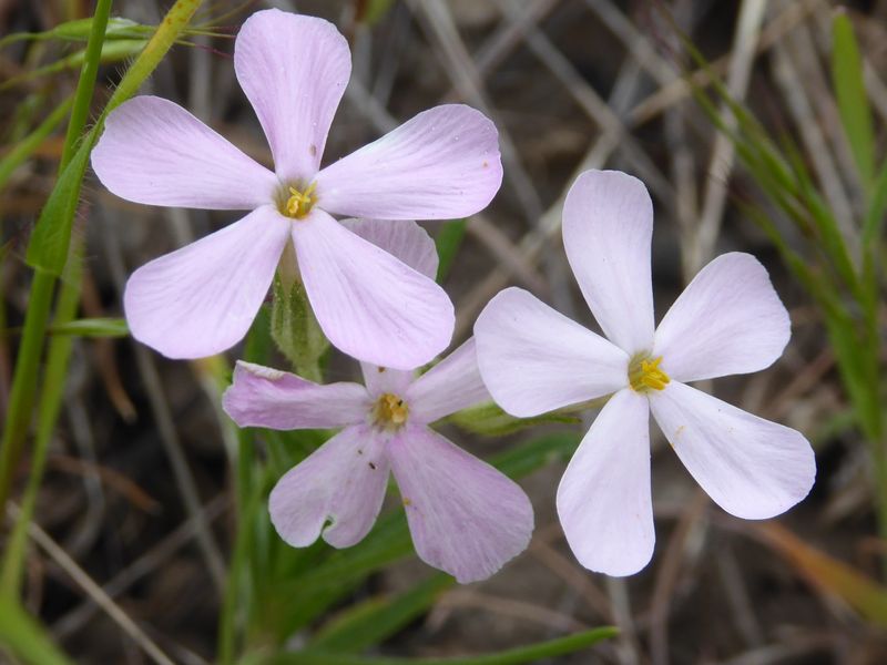 Phlox