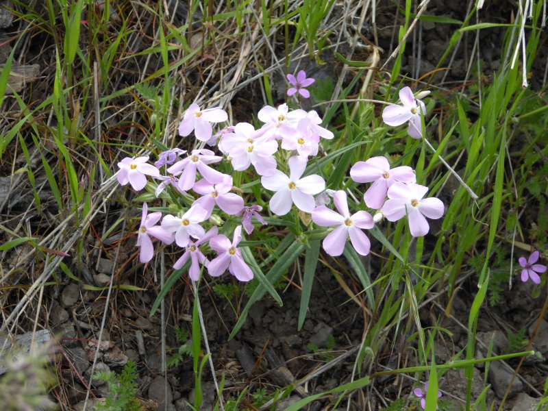 Phlox