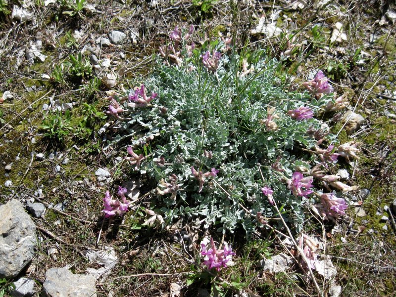 Utah Milkvetch