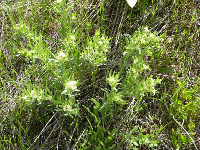 Puccoon