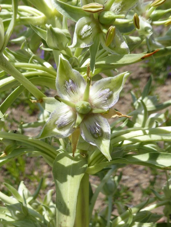 Frazeria